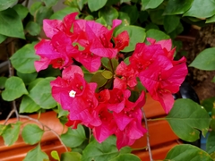 Bougainvillea