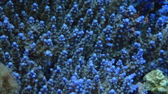 Acropora valida