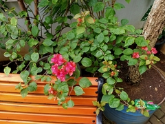 Bougainvillea