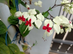 Clerodendrum thomsoniae