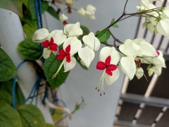 Clerodendrum thomsoniae