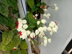 Clerodendrum thomsoniae