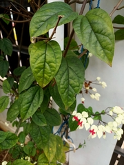Clerodendrum thomsoniae