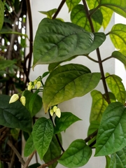 Clerodendrum thomsoniae