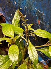 Lysimachia decurrens