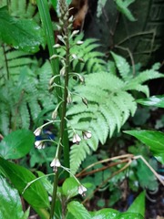 Lysimachia decurrens