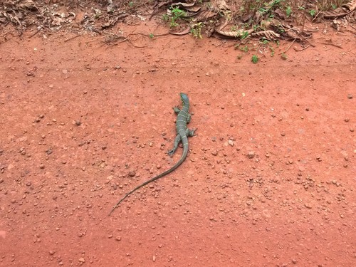 Nile Monitor