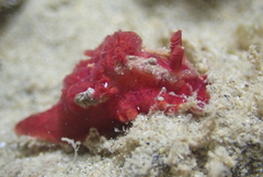 Goniodoris violacea