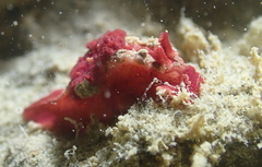 Goniodoris violacea