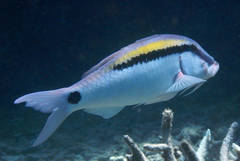 Parupeneus barberinus