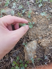 Artemisia princeps
