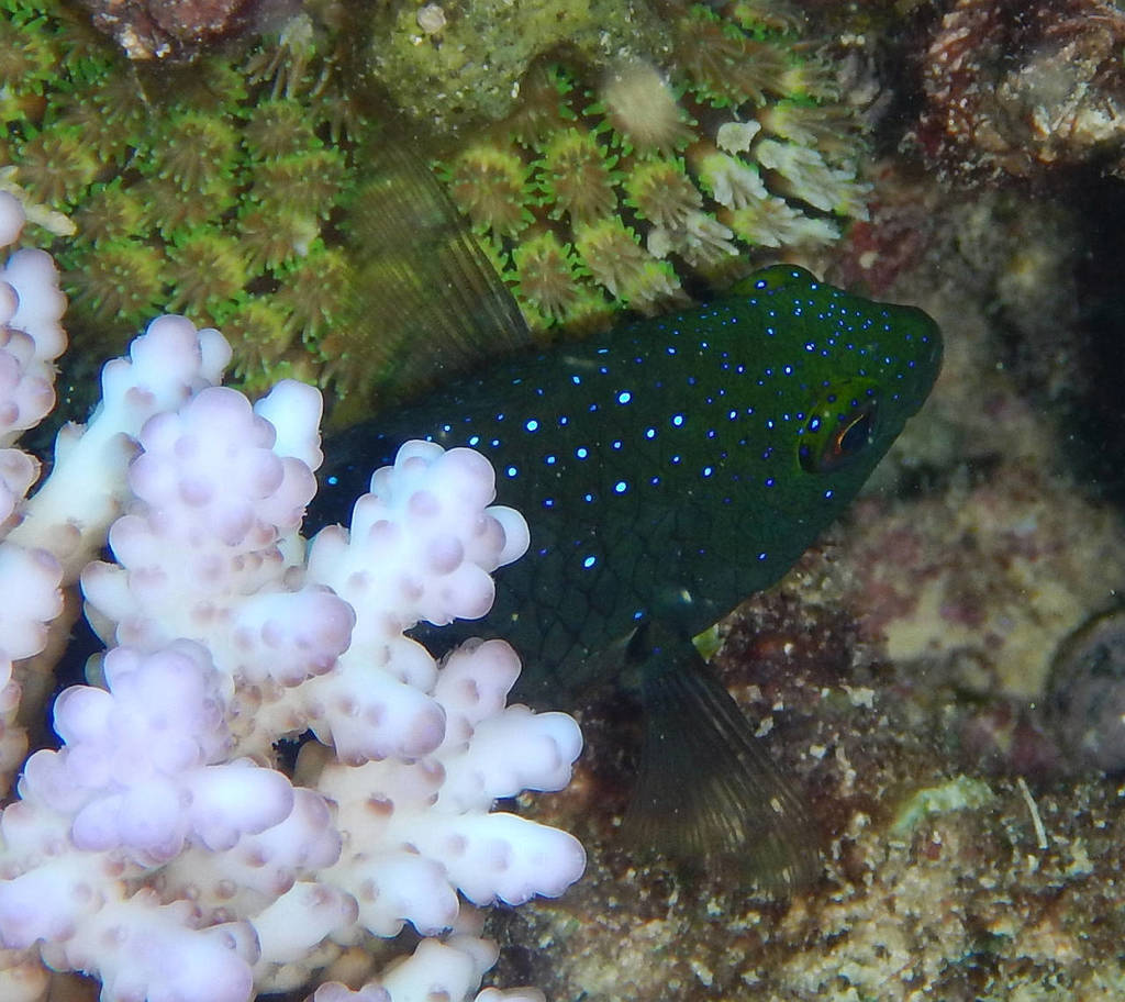 Jewel Damsel