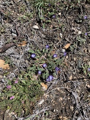 Phacelia davidsonii