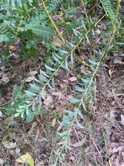 Acacia lunata