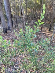 Acacia lunata