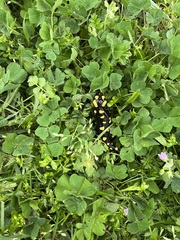 Salamandra corsica