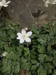 Anemonastrum flaccidum