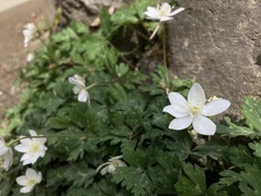 Anemonastrum flaccidum