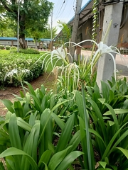 Hymenocallis