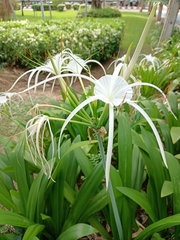 Hymenocallis