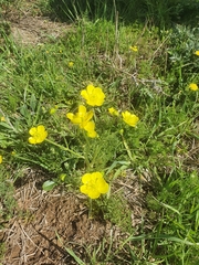 Ranunculus millefolius