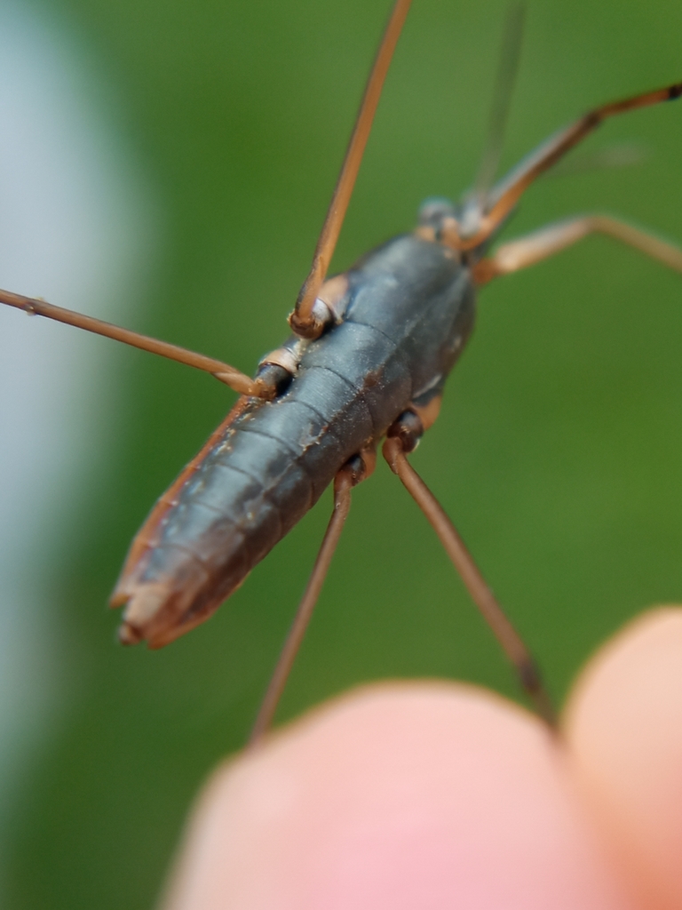 Gerris gibbifer