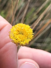 Coronidium gunnianum