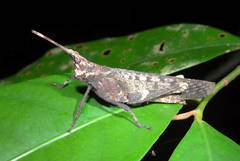 Desmoptera truncatipennis