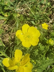 Ranunculus millefolius