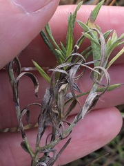 Coronidium gunnianum