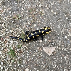 Salamandra corsica