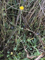 Coronidium gunnianum