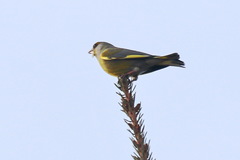 Chloris chloris