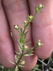 Asperula subsimplex