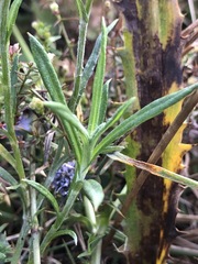 Coronidium gunnianum