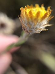 Coronidium gunnianum