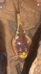 Triops australiensis