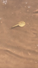 Triops australiensis
