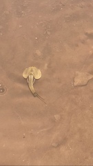 Triops australiensis