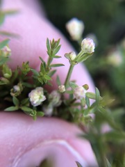 Asperula subsimplex