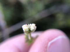 Asperula subsimplex
