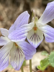 Viola bissetii