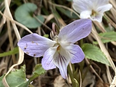 Viola bissetii
