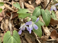 Viola bissetii