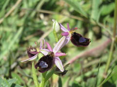 Ophrys bertolonii bertolonii