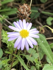 Brachyscome graminea