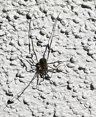 Protolophus singularis