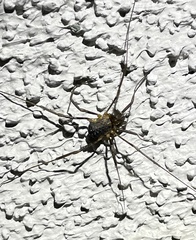 Protolophus singularis