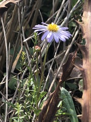 Brachyscome graminea