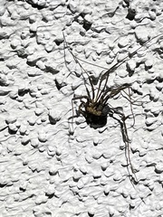 Protolophus singularis